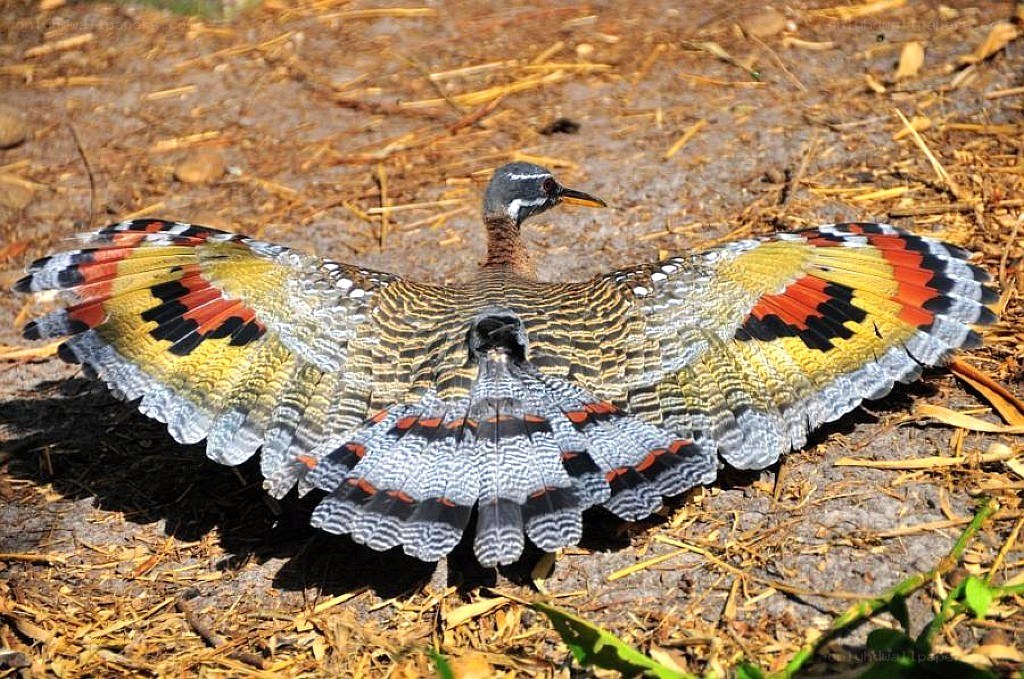 bird with colorful wings spread