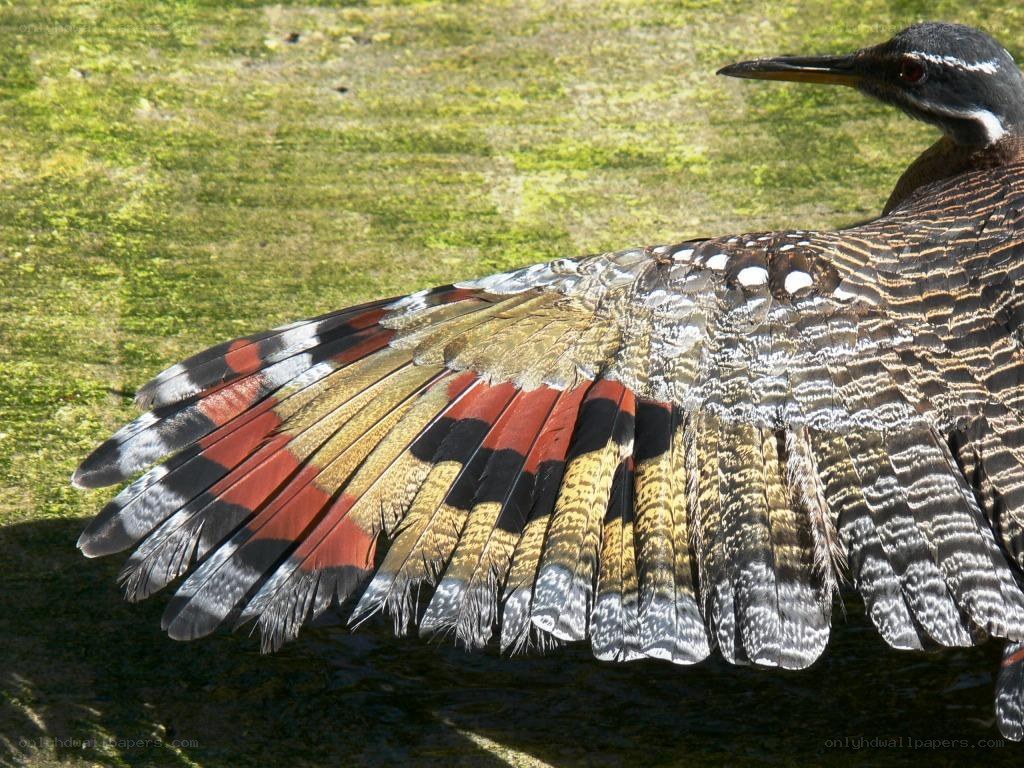 bird with colorful wings