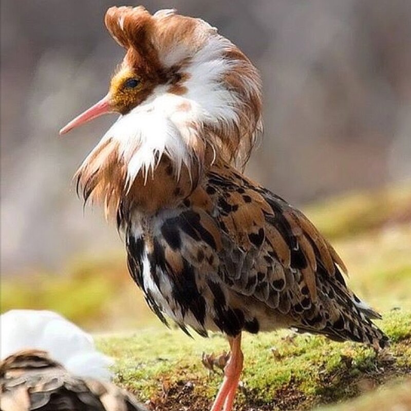Bird with Crest — Brown