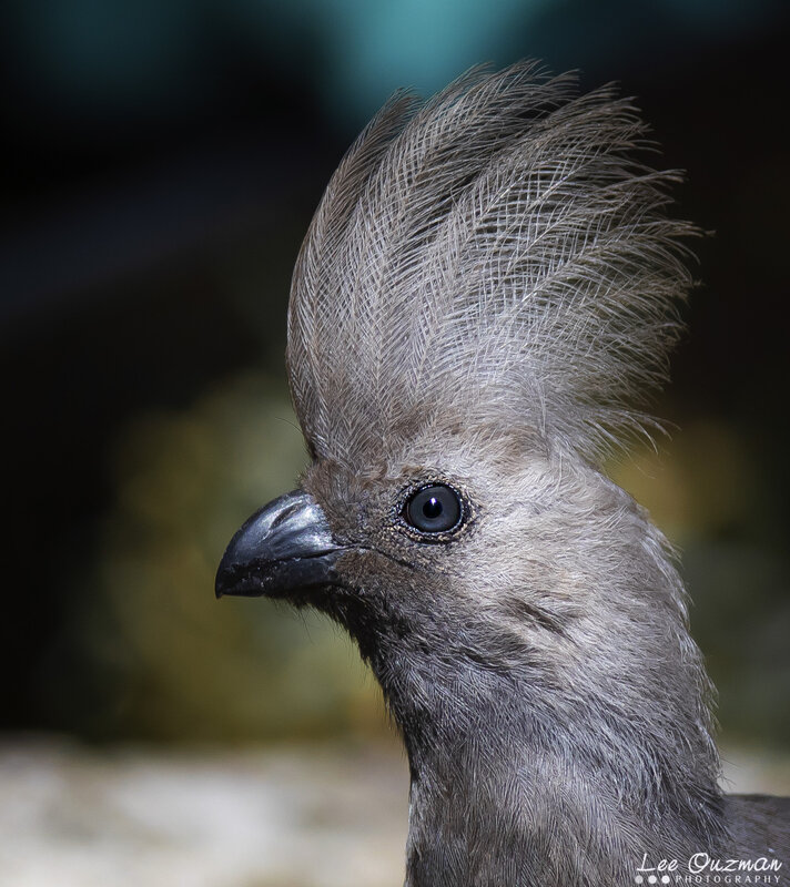 Bird with Crest — Gray, Dramatic