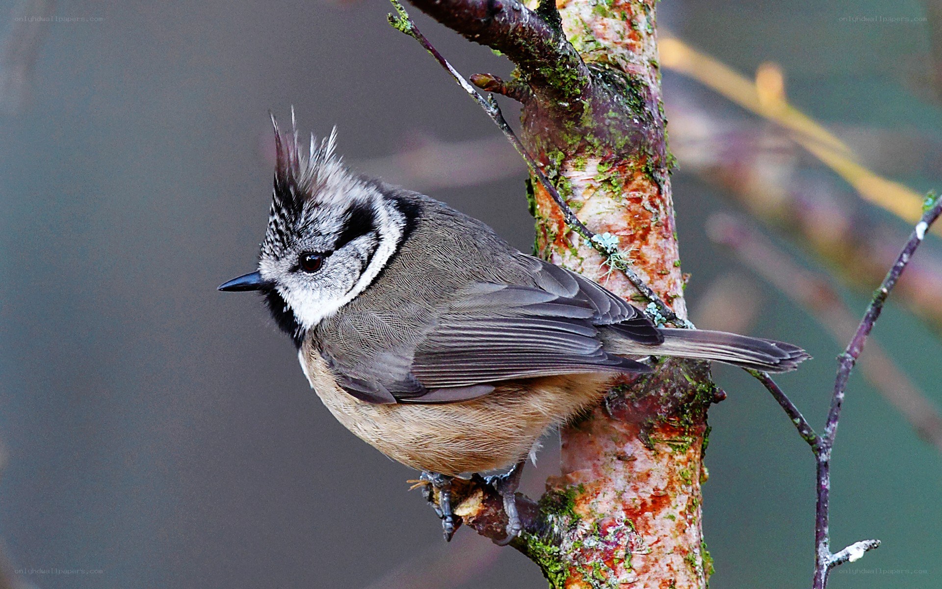 Bird with crest on a branch