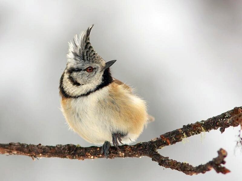 bird with crest on branch