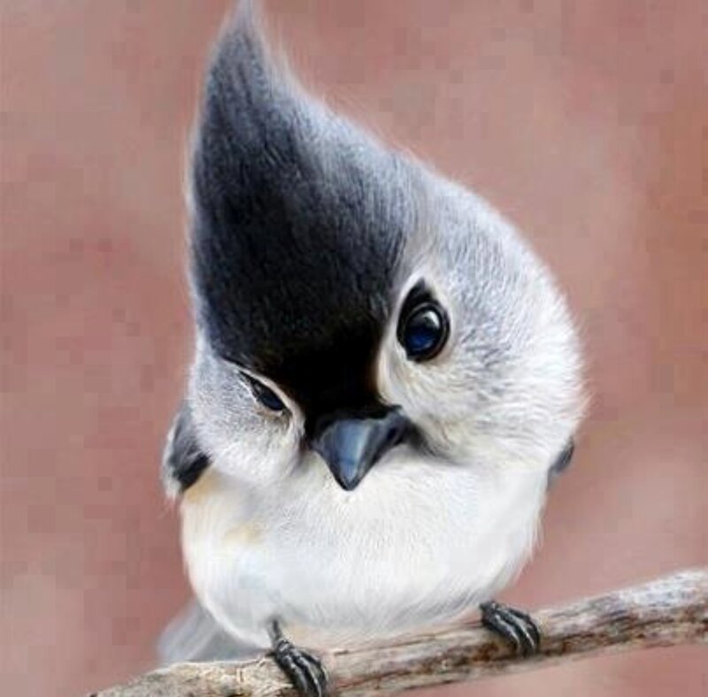 Bird with Crest on Branch — Gray, Calm