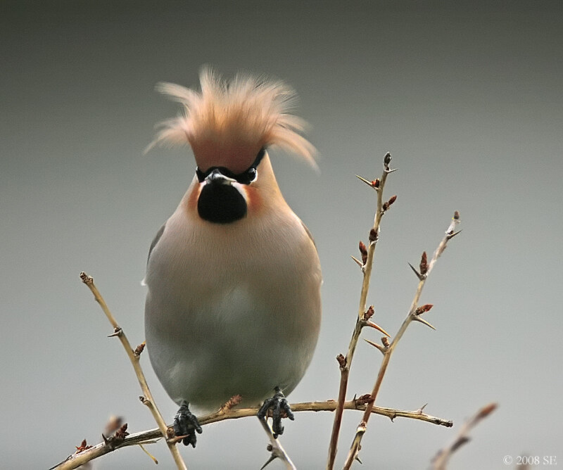Bird with Crest on Branch — Gray
