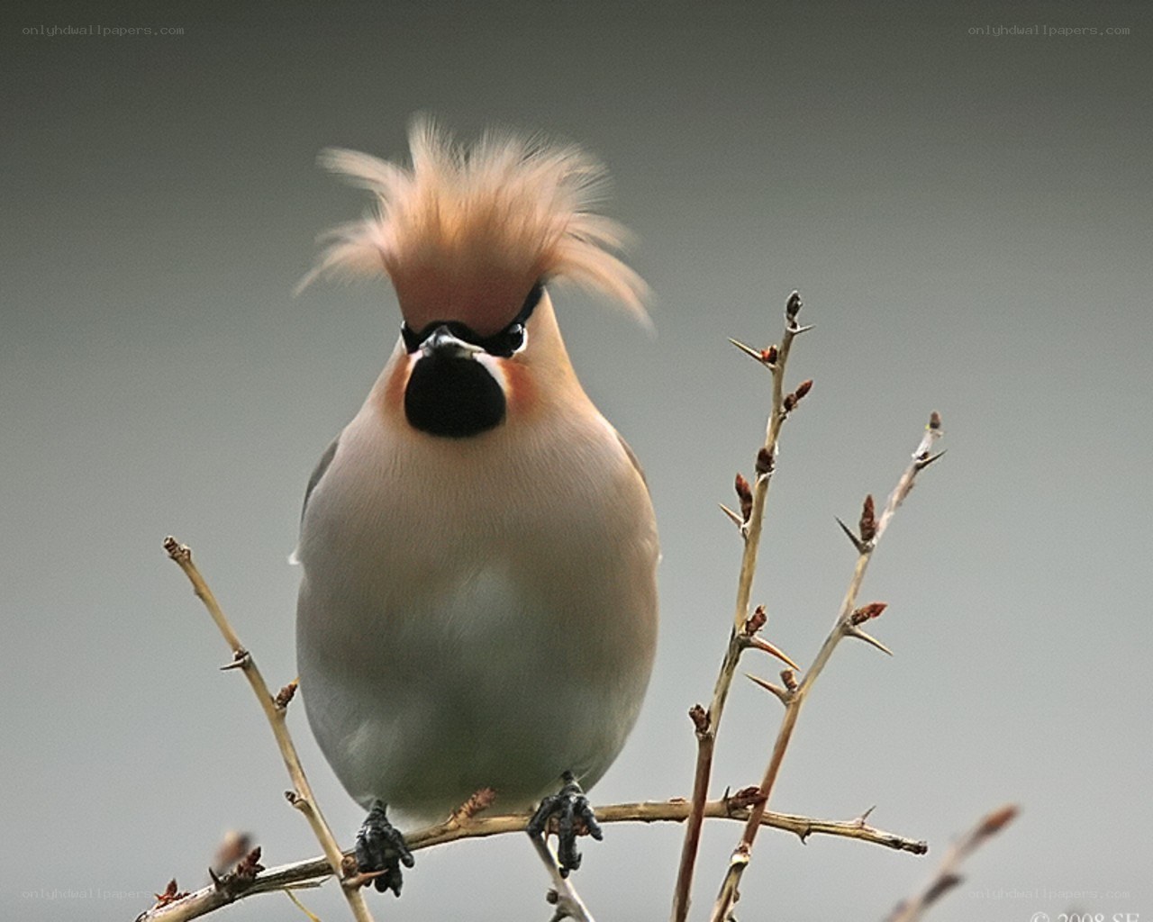 bird with crest on branch