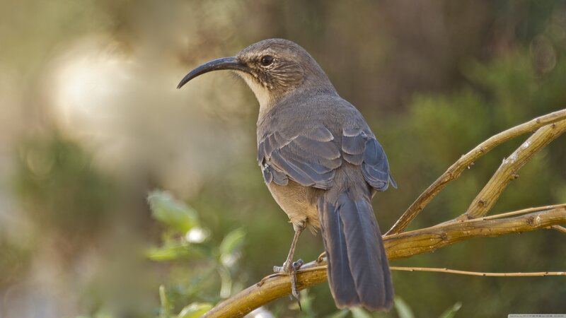 Bird with Curved Beak — Brown