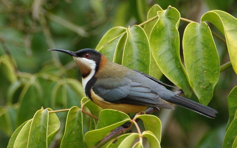 bird with curved beak on branch