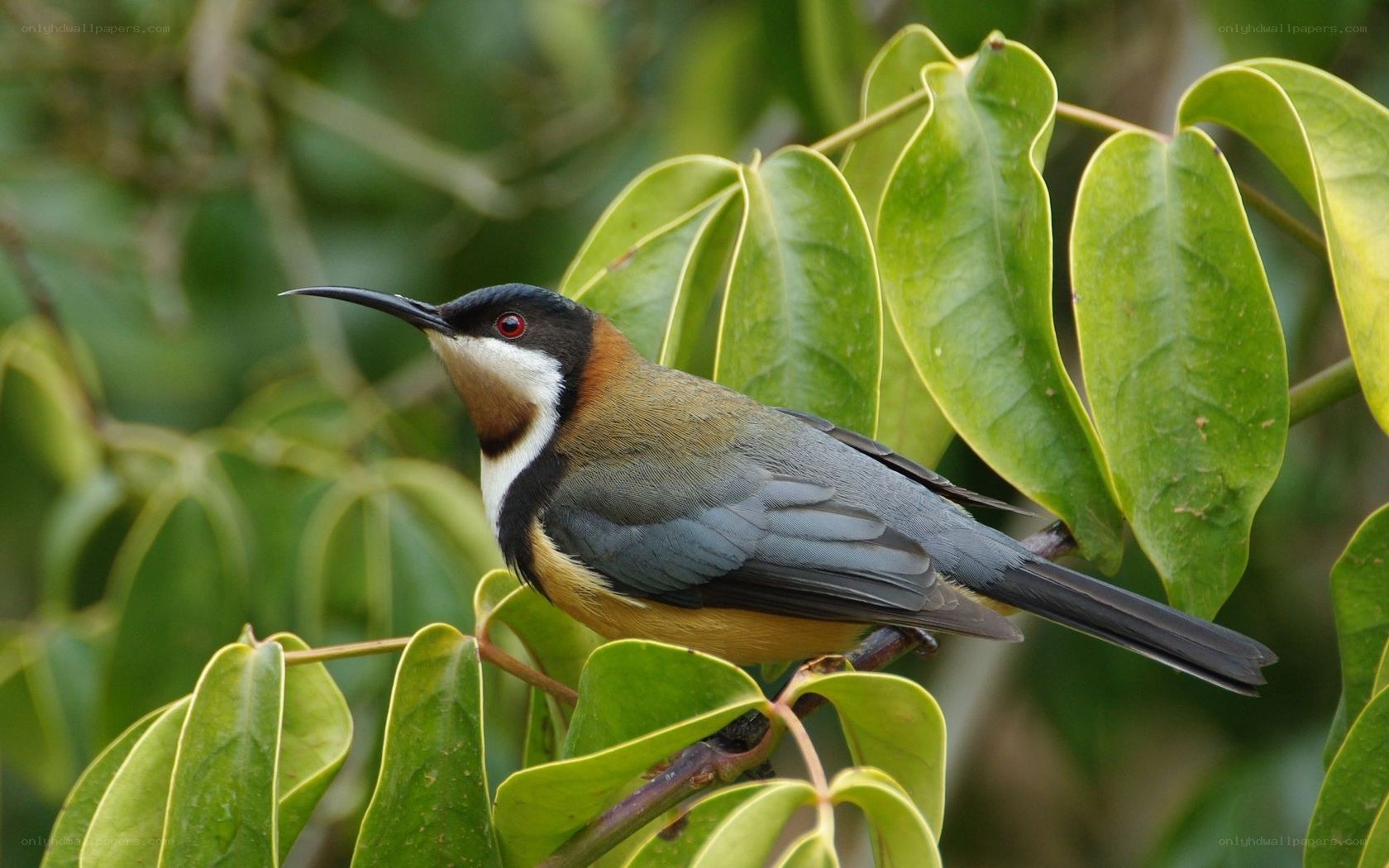 bird with curved beak on leaf