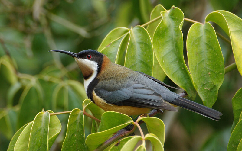 Bird with Curved Beak