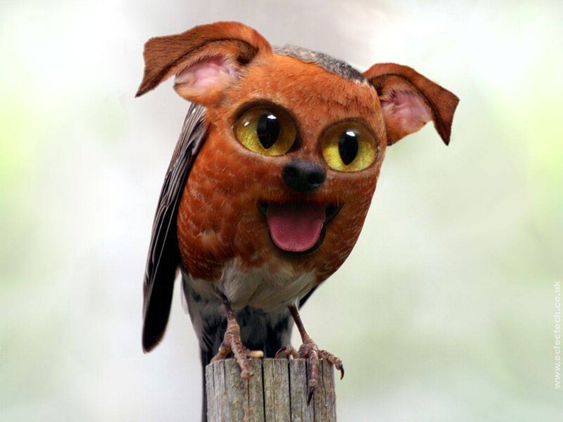bird with dog head