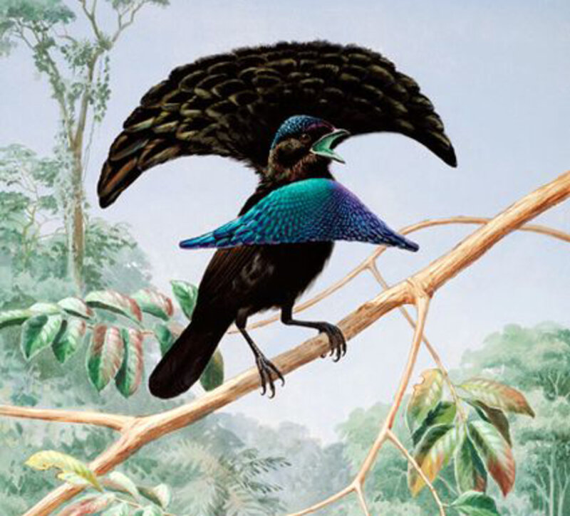 Bird with Fan-shaped Tail