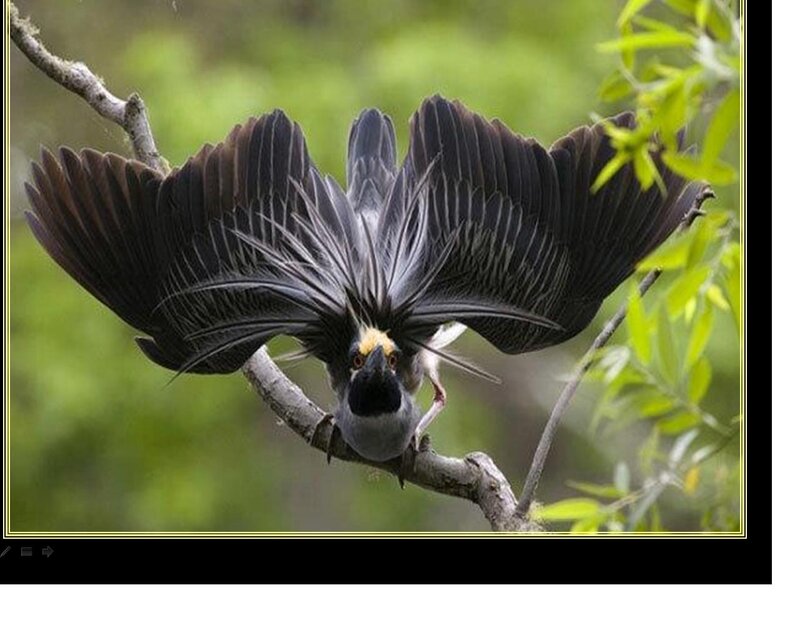 Bird with Fanned Tail — Black