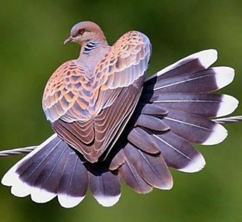 Bird with Fanned Tail — Brown