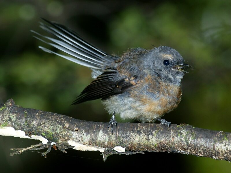 bird with fanned tail on branch