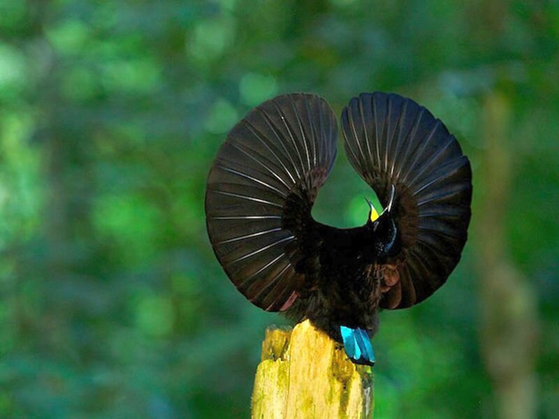 Bird with Fanned Tail
