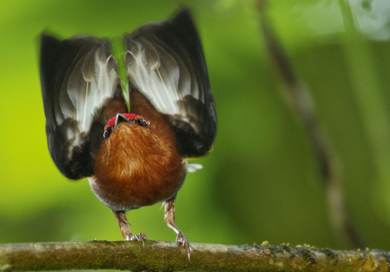 Bird with Fanned Wings — Brown