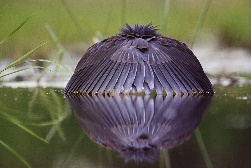 bird with fanned wings in water