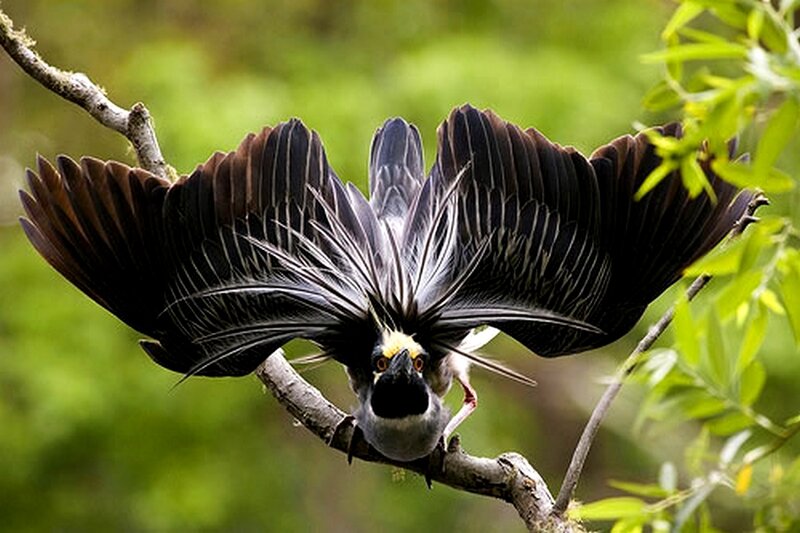 bird with fanned wings
