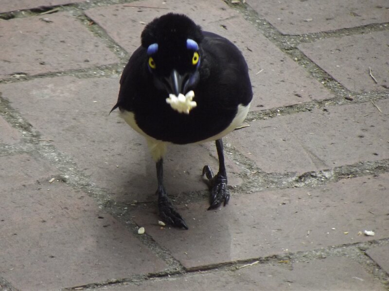 bird with food in beak
