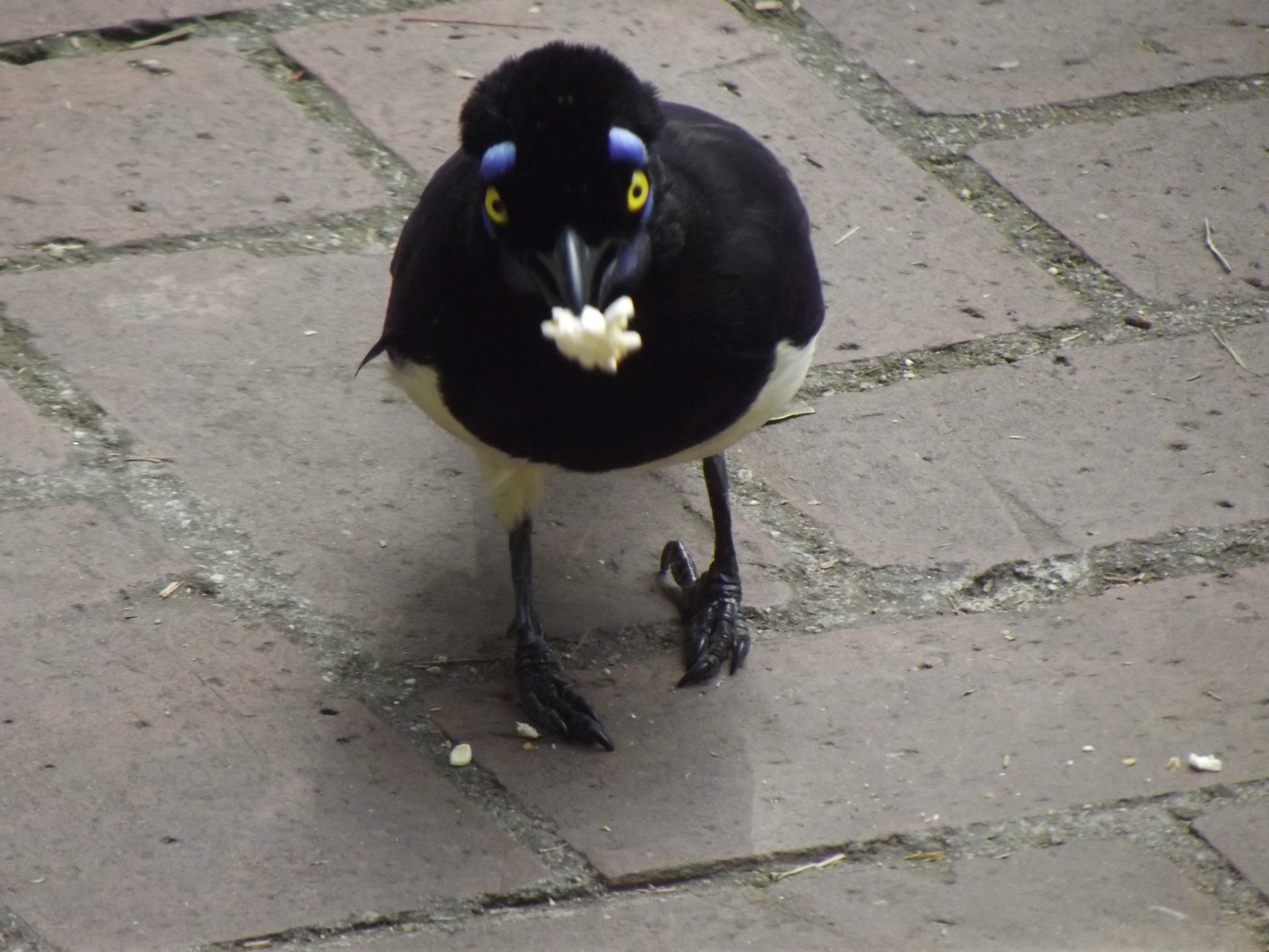 bird with food in beak