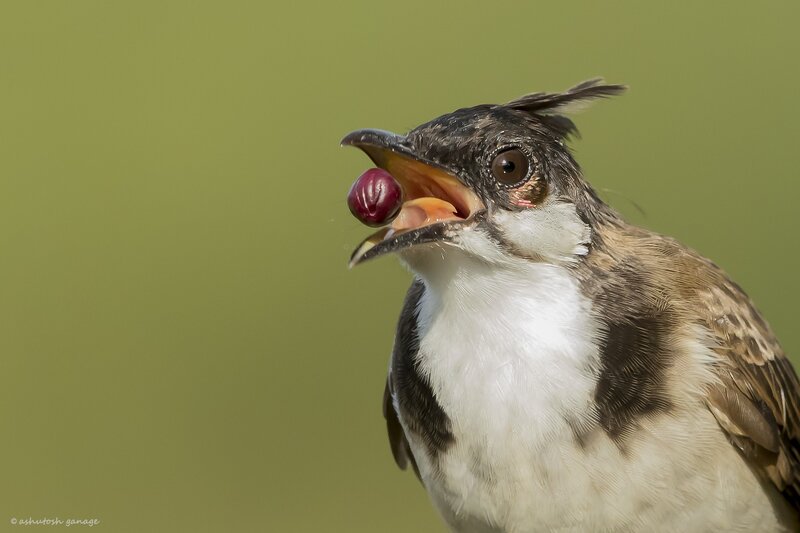 Bird with Fruit in Beak