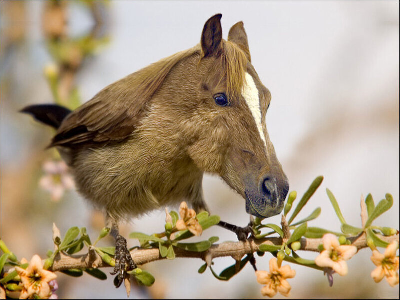 Bird with Horse Head
