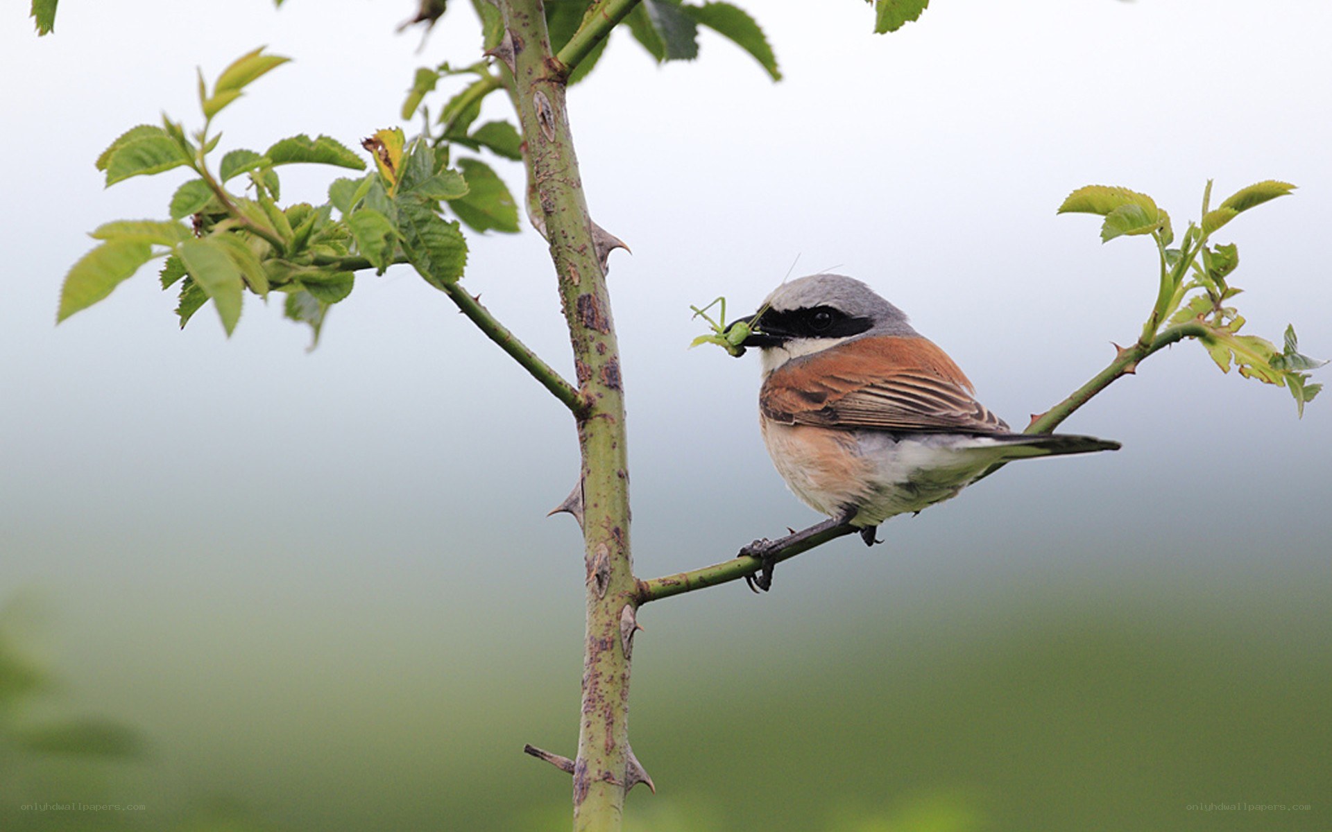 Bird with insect on branch