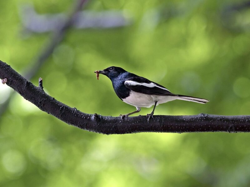 bird with insect on branch