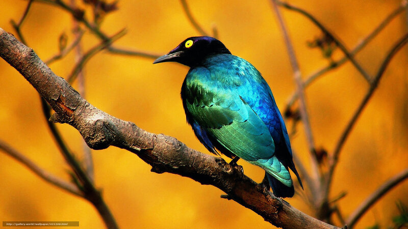 Bird with Iridescent Feathers — Blue