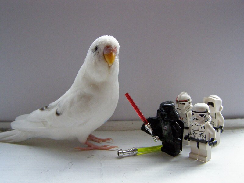 bird with lego star wars figures