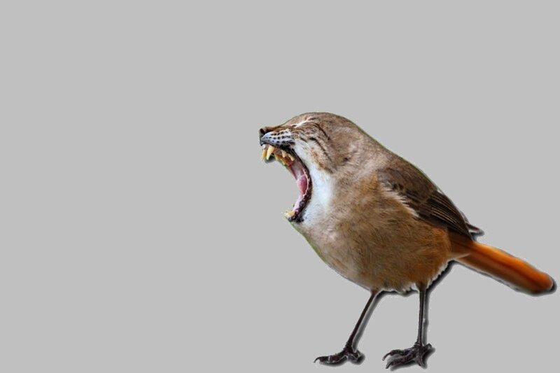 Bird with Lion Face