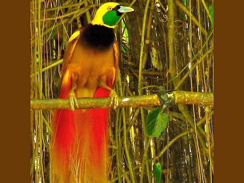 Bird with long red tail