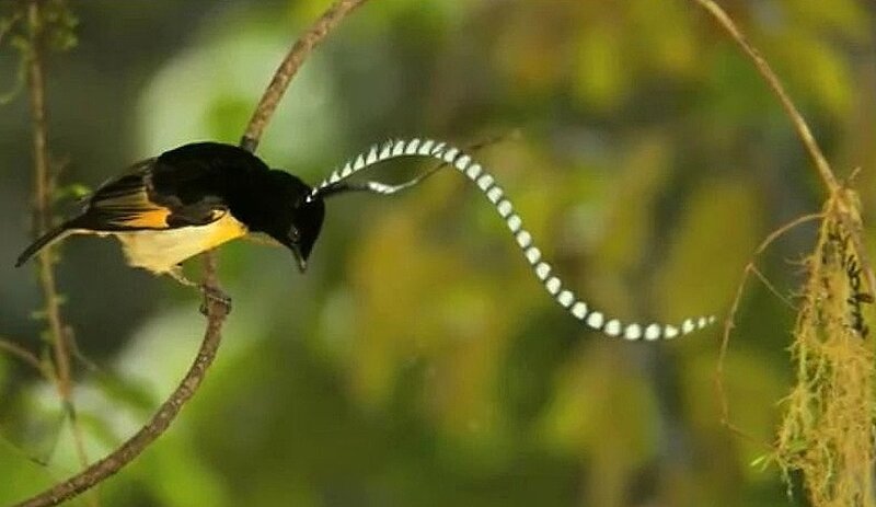 Bird with Long Tail Feathers — Black, Natural, Photograph