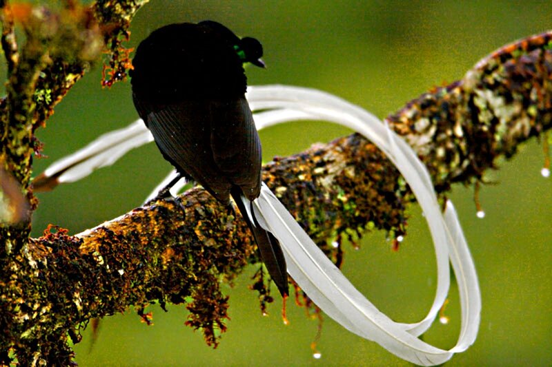 Bird with Long Tail Feathers — Black, Natural
