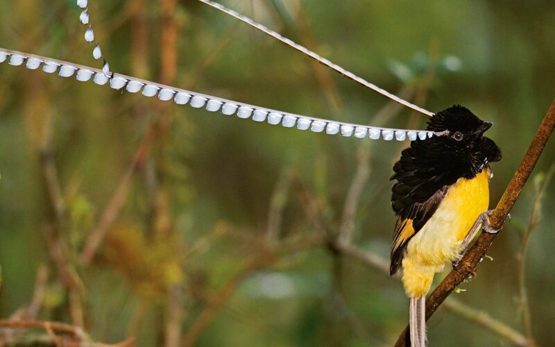 Bird with Long Tail Feathers — Black