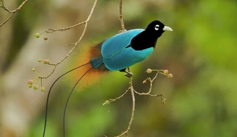 Bird with Long Tail Feathers — Blue