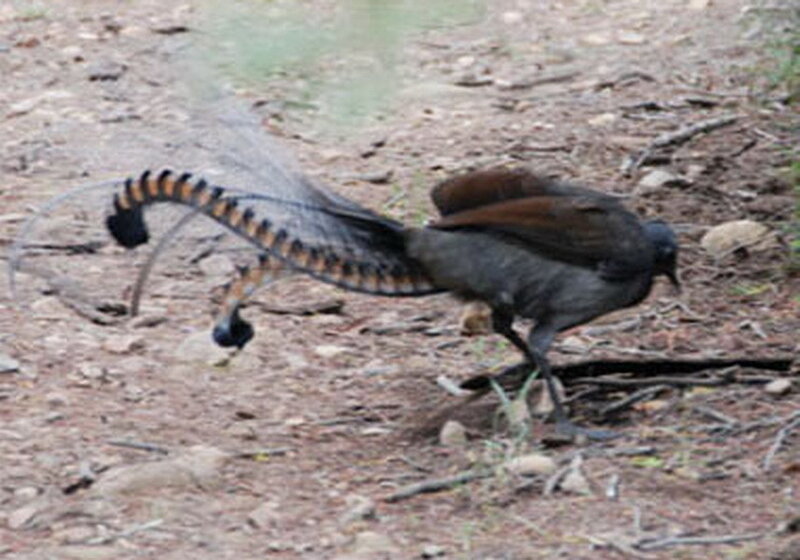 Bird with Long Tail Feathers — Brown, Natural