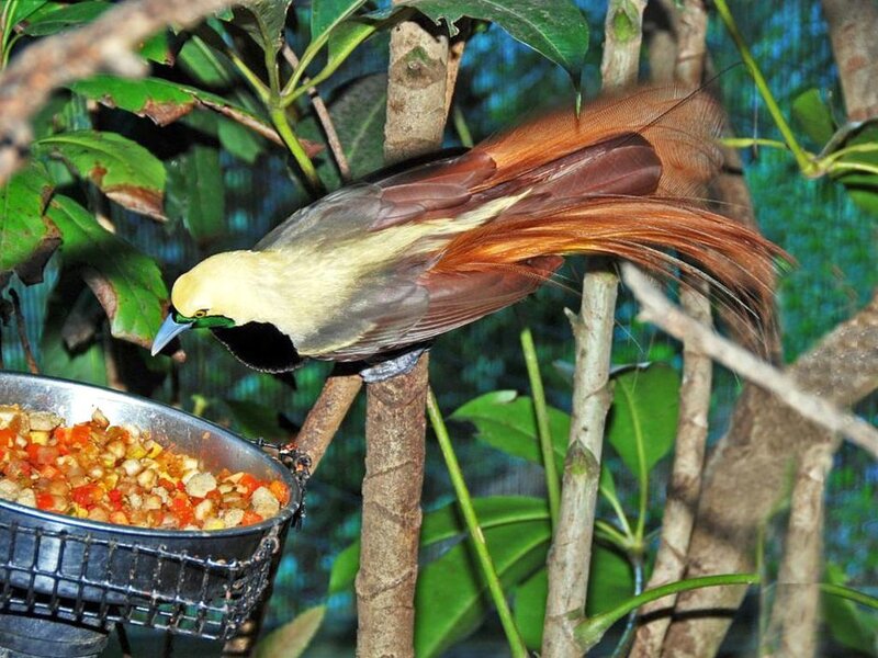 Bird with Long Tail Feathers — Brown