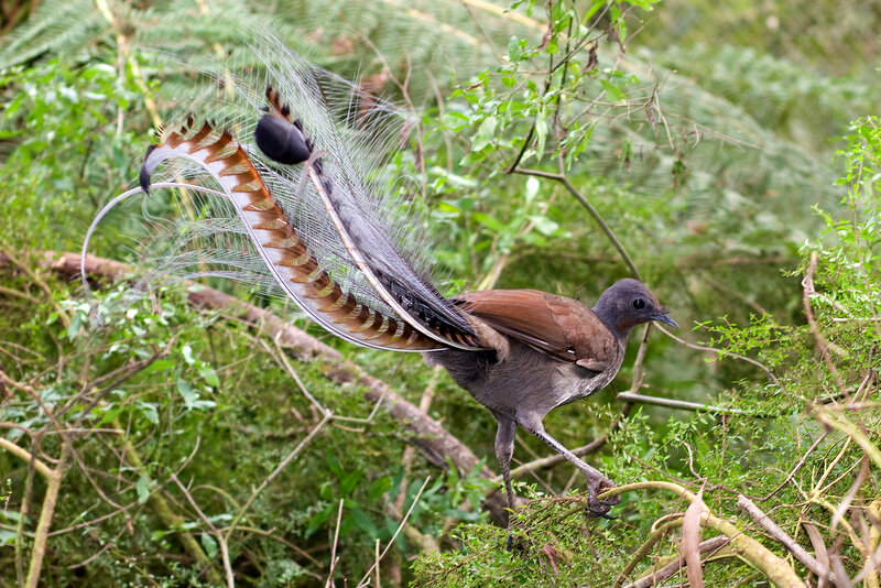 Bird with Long Tail Feathers — Green