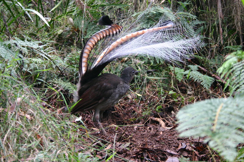 Bird with Long Tail Feathers