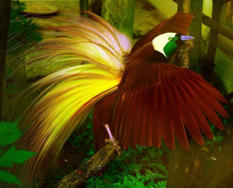 Bird with Long Tail Feathers — Yellow