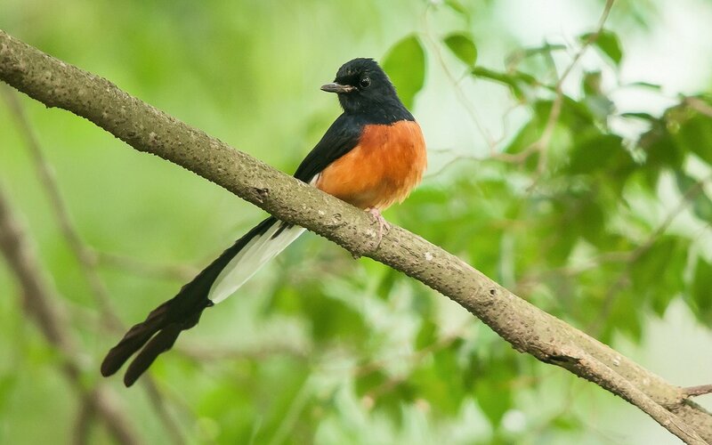Bird with Long Tail — Green