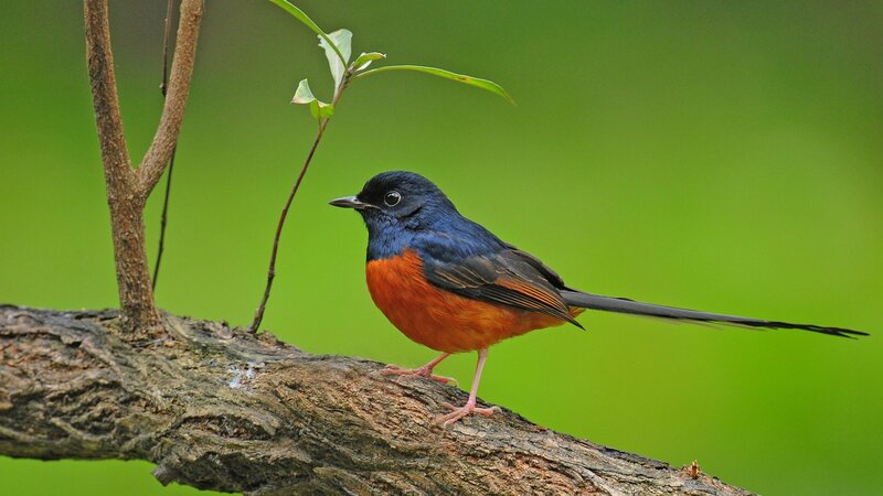 Bird with Long Tail