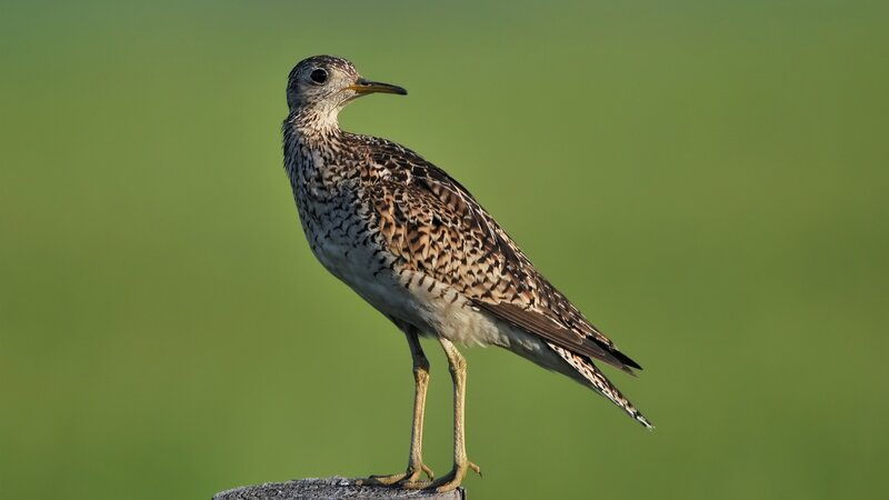 Bird with Mottled Feathers
