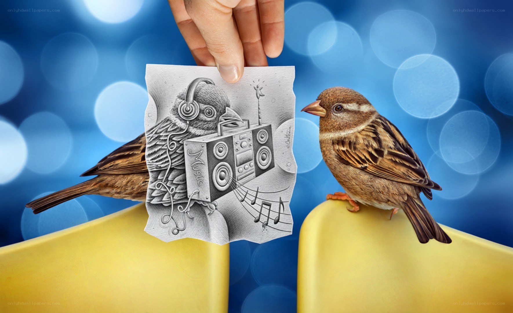 bird with music drawing