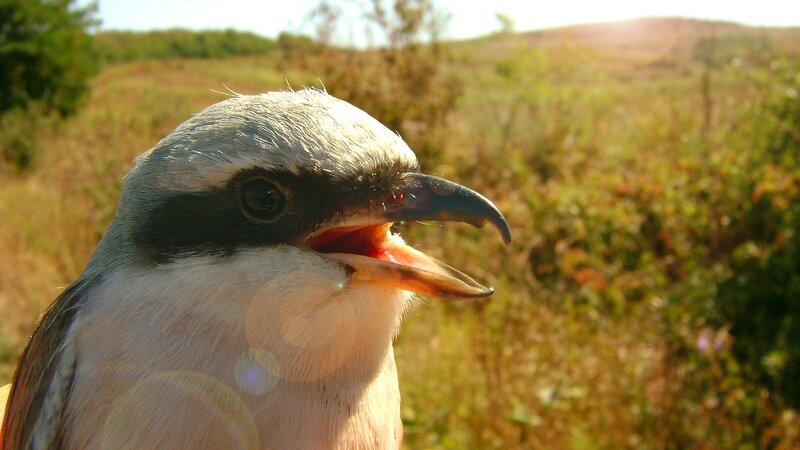 bird with open beak