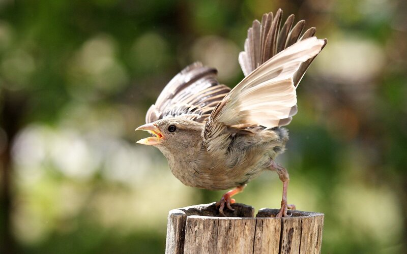 Bird with Open Wings — Brown