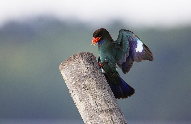 Bird with Open Wings