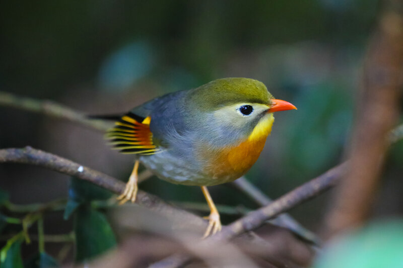 Bird with Orange Beak — Green