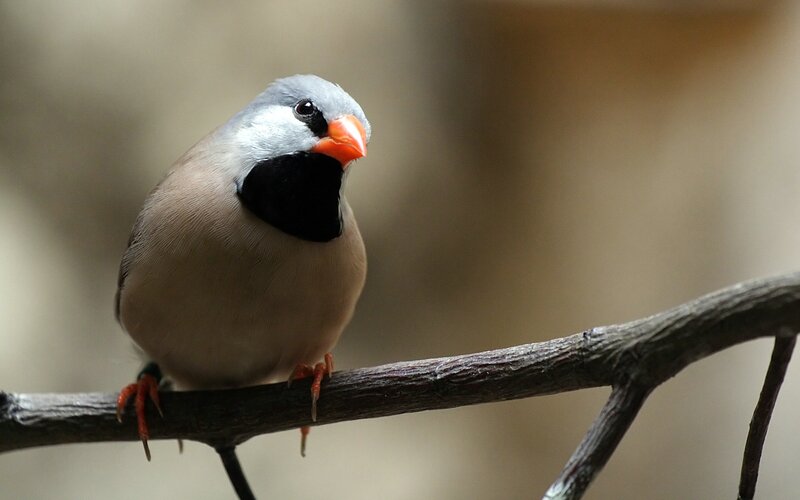bird with orange beak perched